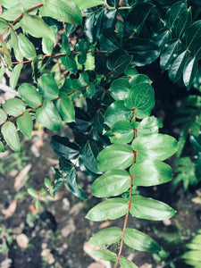 Muscle Mahana Balm